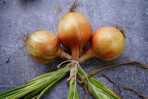 how to braid onions: the art of cutting and handling onions