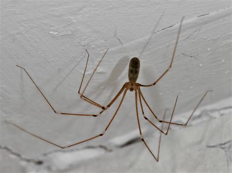 Why Do Daddy Long Legs Dance? And the Enigma of Their Graceful Moves